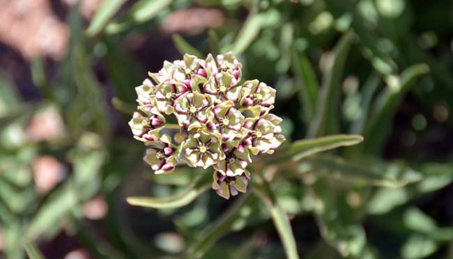 Asclepias asperula, Antelope Horns Milkweed, Southwest Desert Flora